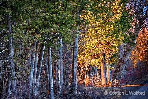 Roadside Trees At Sunrise_P1040037-9.jpg - Photographed at Kilmarnock, Ontario, Canada.